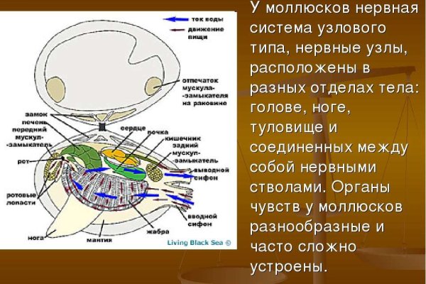 Кракен маркет даркнет только через торг